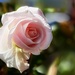 Every Pink Rose