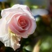 Every Pink Rose by gardenfolk