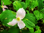 20th May 2024 - Trillium time