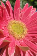 20th May 2024 - Gerbera Daisy