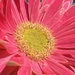 Gerbera Daisy by sjgiesman