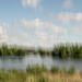 Ring-neck Marsh-3 by darchibald