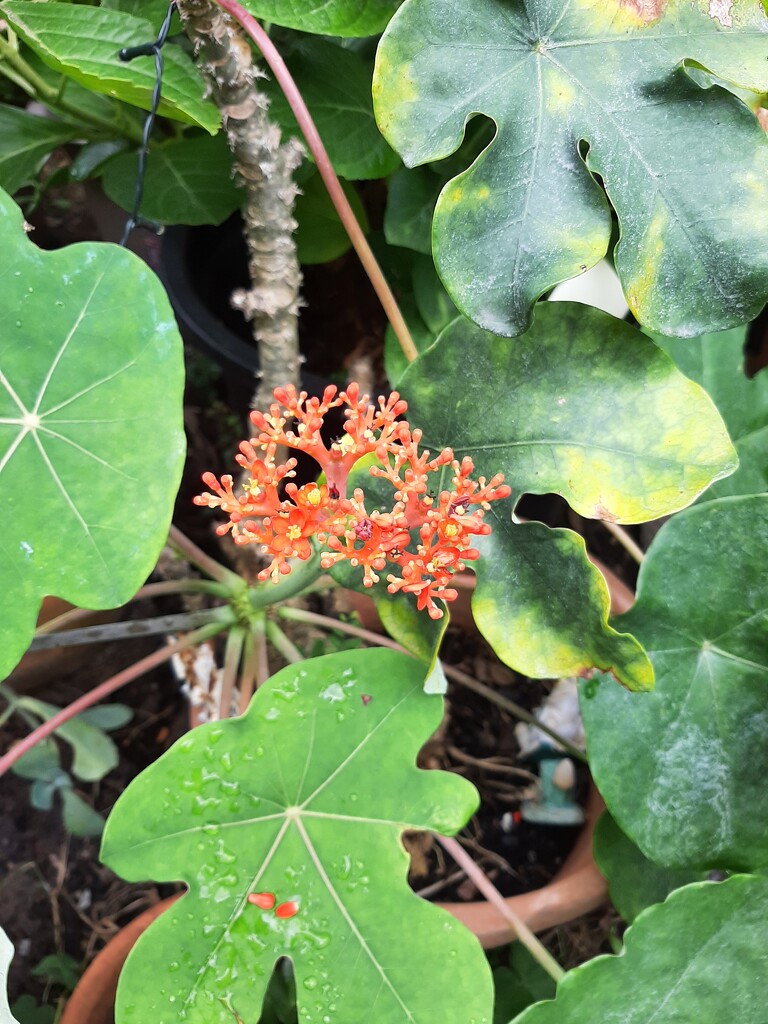 Jatropha Flowers  by mozette