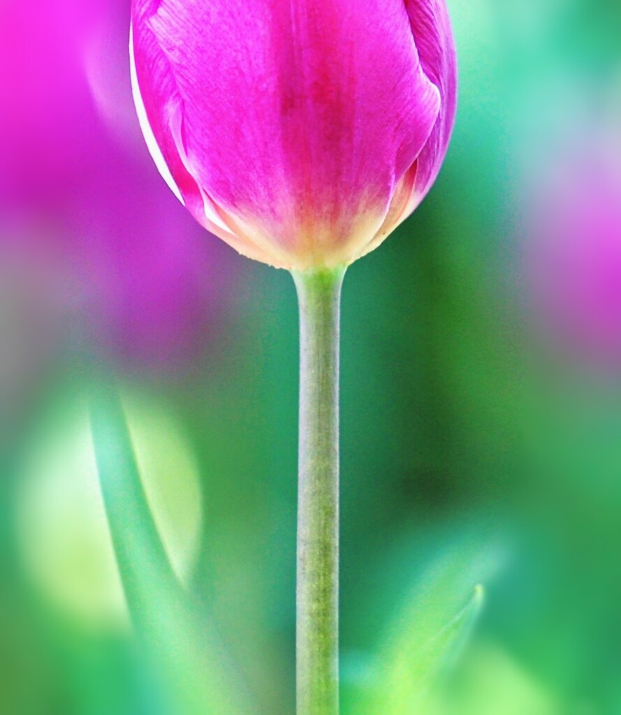 One Tulip by lynnz