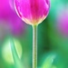 One Tulip by lynnz
