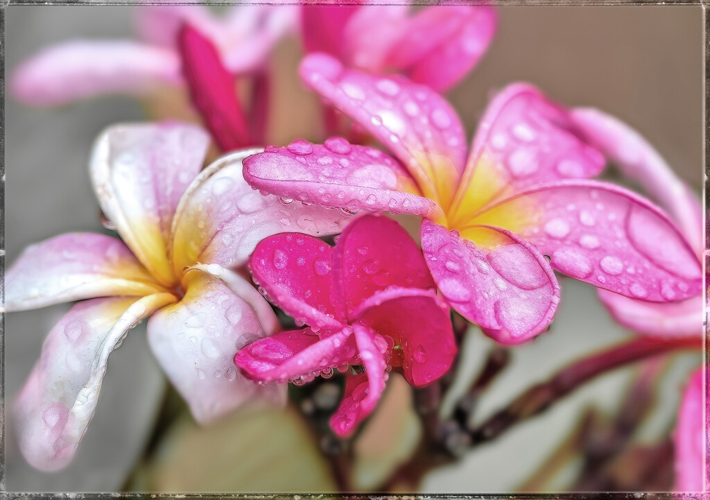 Wet frangipani   by ludwigsdiana