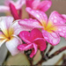 Wet frangipani   by ludwigsdiana