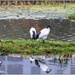 They loved the little grass islands