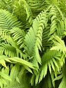 19th May 2024 - Fern Forest