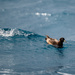 Westland Petrel by yorkshirekiwi