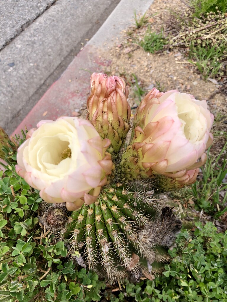 Cactus  by loweygrace