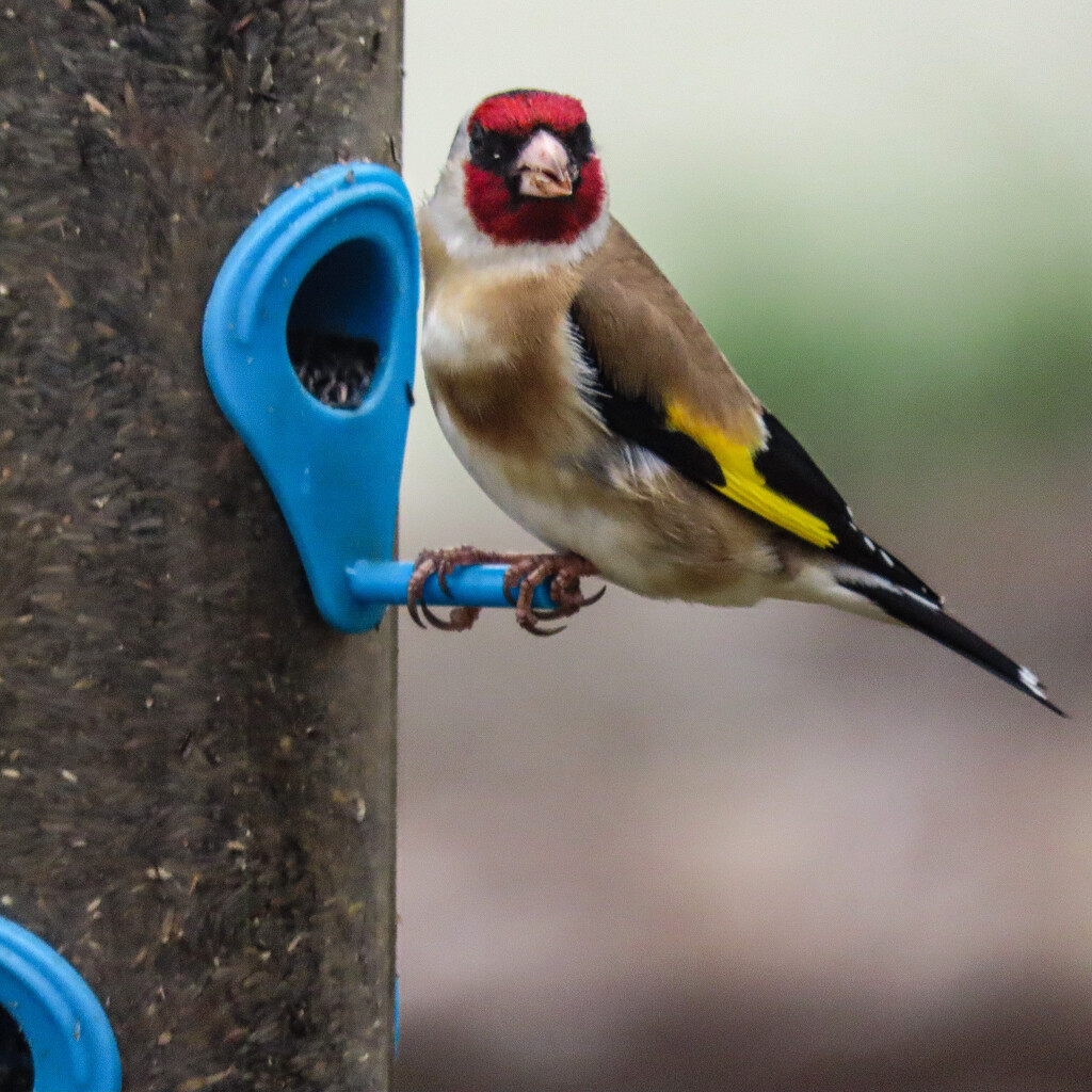 beautiful Goldfinch by mumswaby