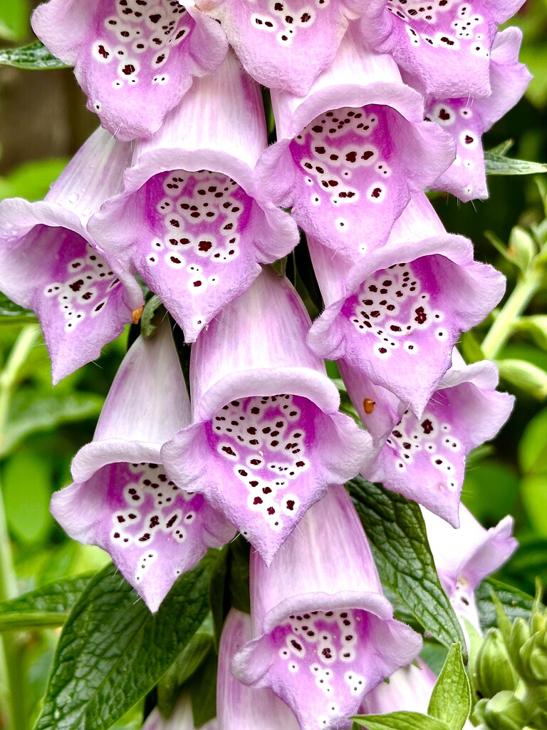 Foxgloves 1 by pamknowler