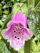 21st May 2024 - Extras - Foxgloves 2