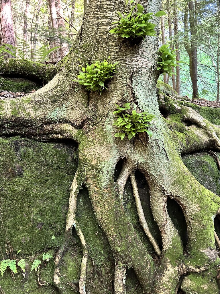 GRAFTED - boulder, tree and the plants  by frodob
