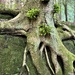 GRAFTED - boulder, tree and the plants 