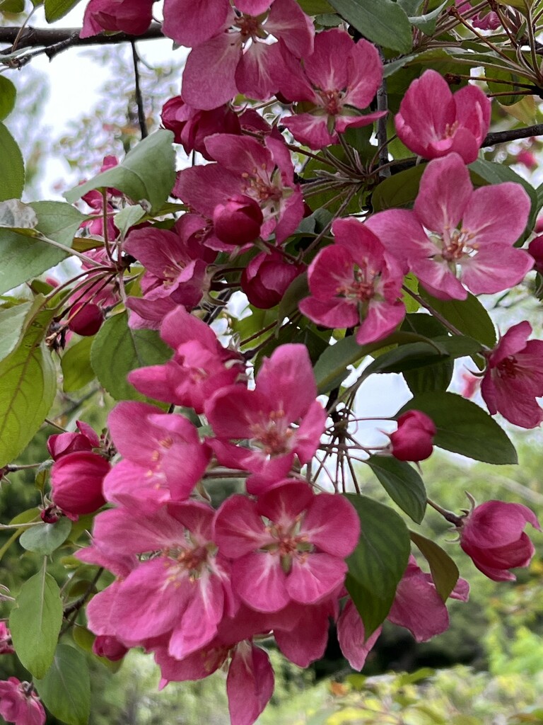 Crabapple Blooms by radiogirl