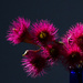 Pink Flowering Gum by nannasgotitgoingon