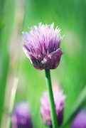 20th May 2024 - One More Sweet Little Chive