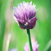 One More Sweet Little Chive by juliedduncan