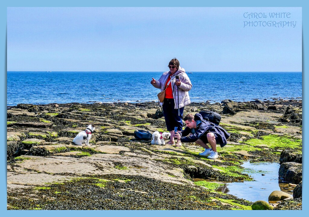 Rosie,Danny And The Dogs,St.Mary's Island by carolmw