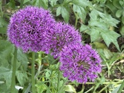 20th May 2024 - Alliums