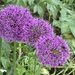 Alliums