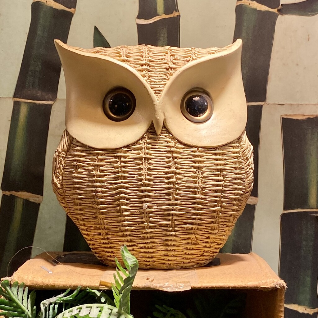 Owl by upandrunning