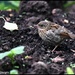 Little dunnock