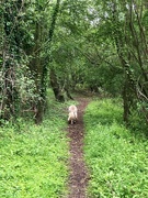 21st May 2024 - Lovely wooded walk