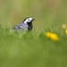 Wagtail by okvalle