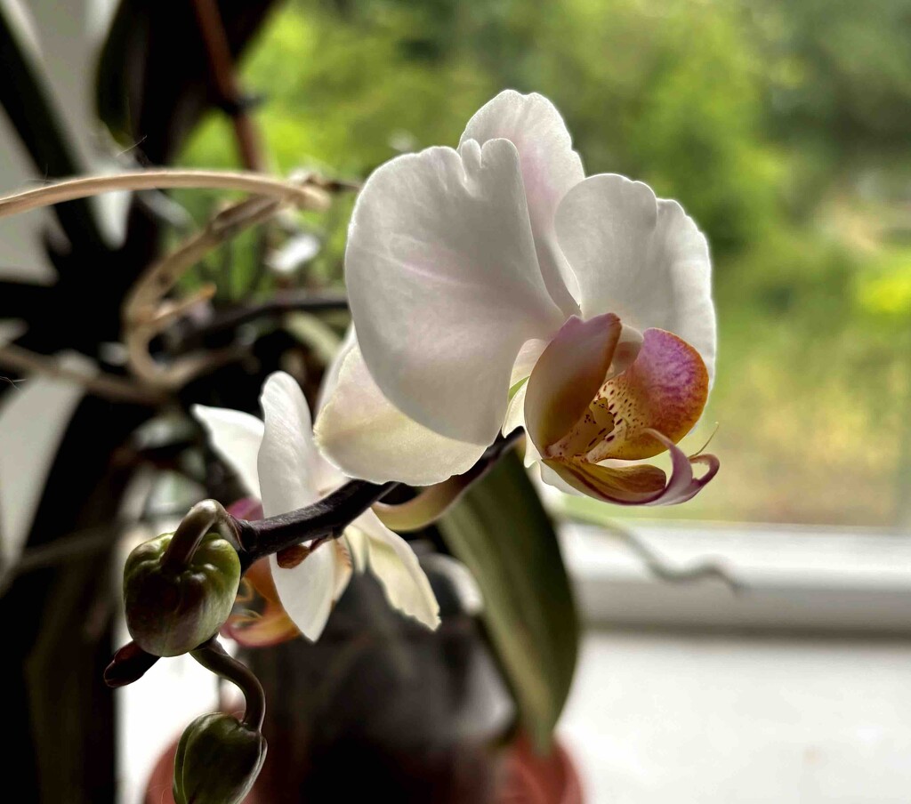 Orchid Flower by arkensiel