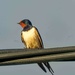 Swallow   by padlock