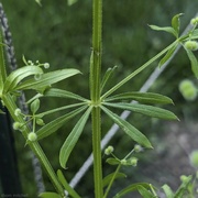 4th May 2024 - Common Bedstraw