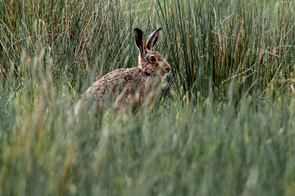 Hare Today by tonus