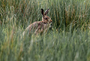 21st May 2024 - Hare Today