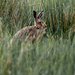 Hare Today