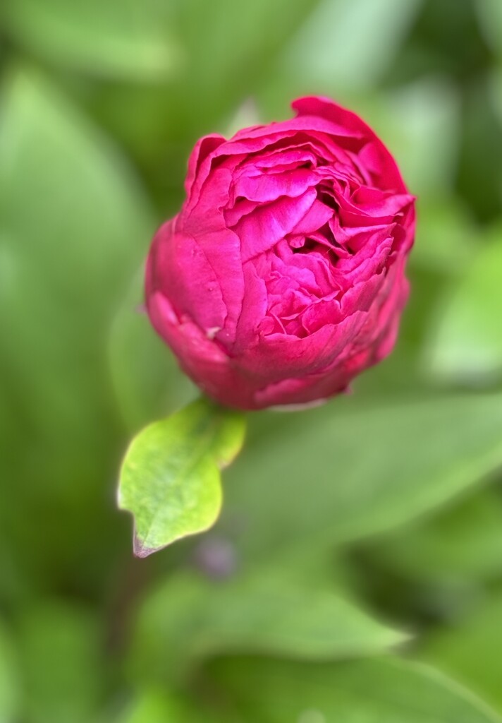 Peony  by jeremyccc