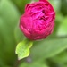 Peony 