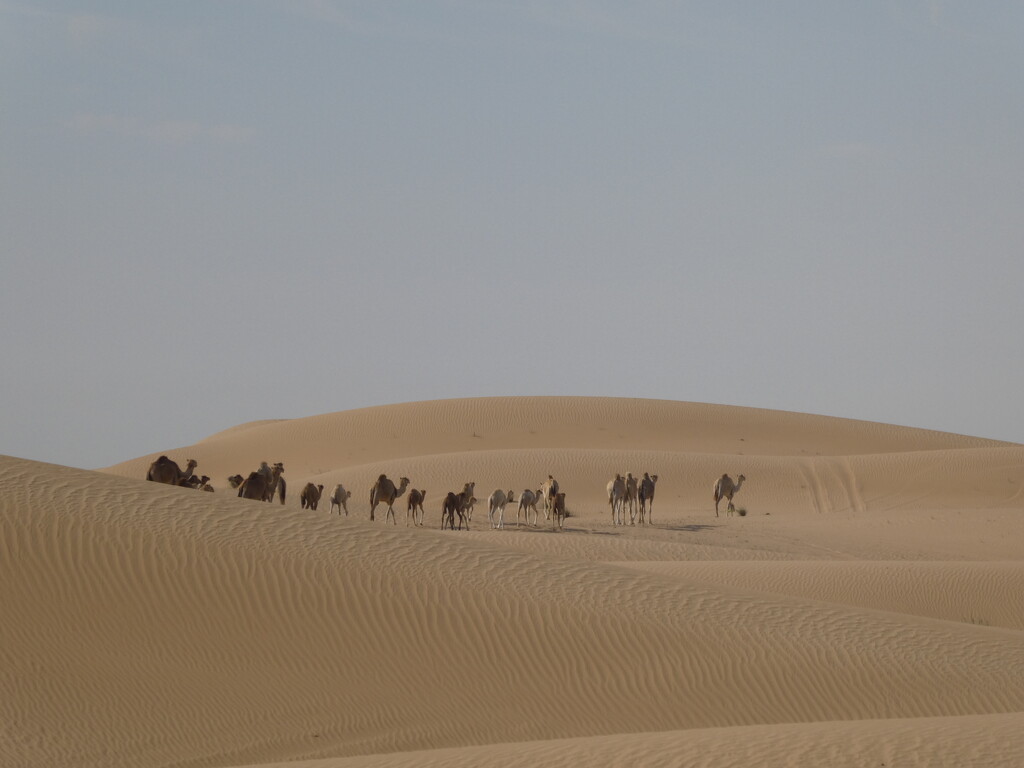 Camel Train by cmp