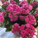 Kalanchoe