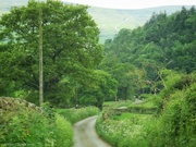 21st May 2024 - Along the dale