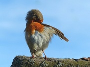 18th May 2024 - Preening time