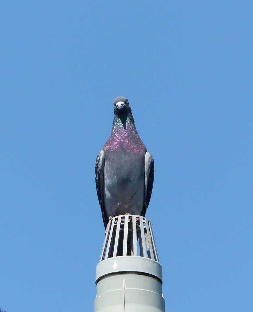 Lookout by jokristina