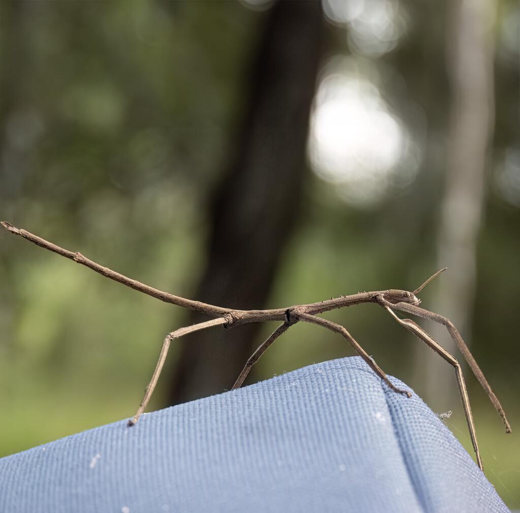 stick insect by koalagardens