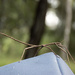 stick insect by koalagardens