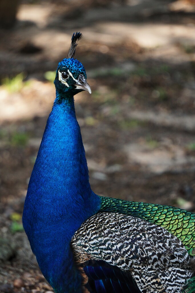 Peacock Portrait  by photohoot