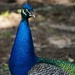 Peacock Portrait 
