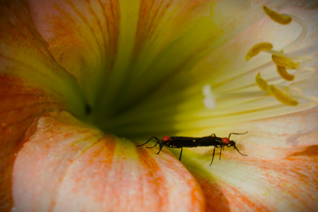 Love Bug Tug of War by photohoot