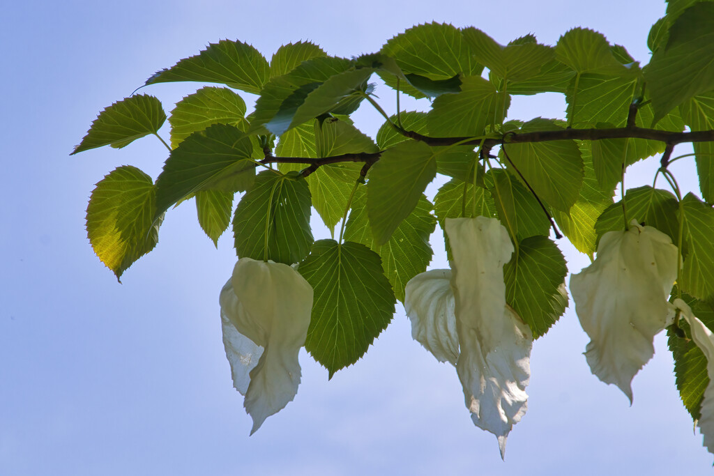 Dove Tree. by gaf005